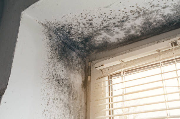 Affordable Black Mold Remediation solutions in Sherwood, OR